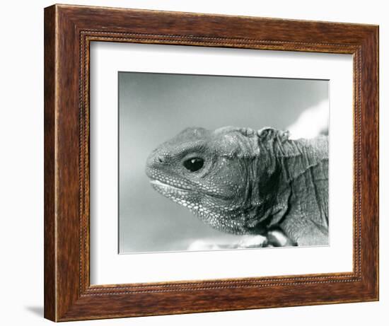 A Tuatara at London Zoo in 1928 (B/W Photo)-Frederick William Bond-Framed Giclee Print