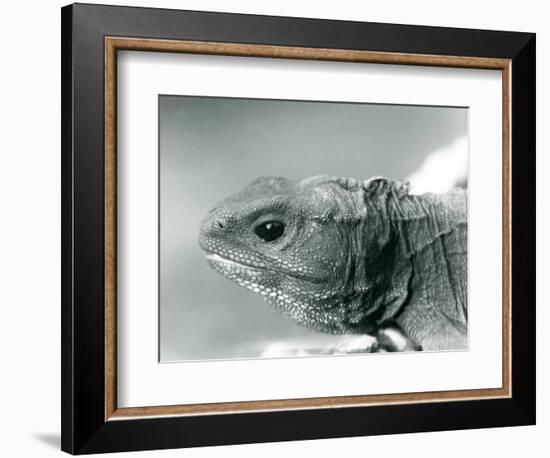 A Tuatara at London Zoo in 1928 (B/W Photo)-Frederick William Bond-Framed Giclee Print