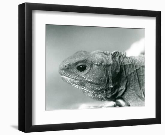 A Tuatara at London Zoo in 1928 (B/W Photo)-Frederick William Bond-Framed Giclee Print