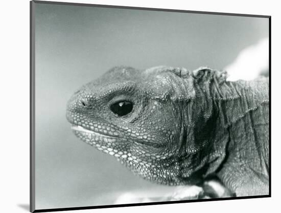 A Tuatara at London Zoo in 1928 (B/W Photo)-Frederick William Bond-Mounted Giclee Print