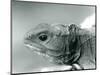 A Tuatara at London Zoo in 1928 (B/W Photo)-Frederick William Bond-Mounted Giclee Print