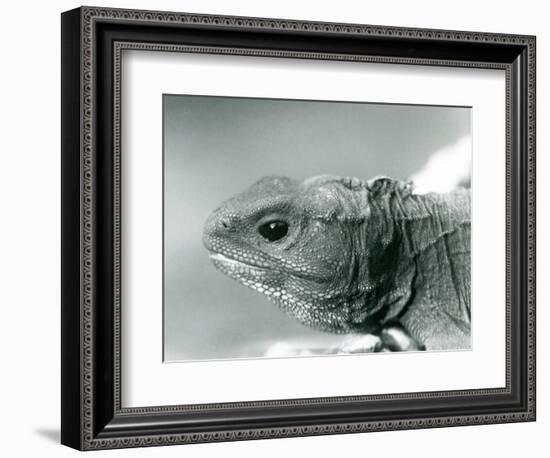 A Tuatara at London Zoo in 1928 (B/W Photo)-Frederick William Bond-Framed Giclee Print