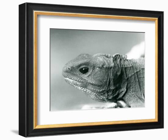 A Tuatara at London Zoo in 1928 (B/W Photo)-Frederick William Bond-Framed Giclee Print