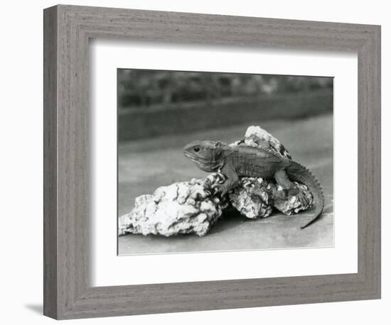 A Tuatara, Lying on a Rock, at London Zoo in 1929 (B/W Photo)-Frederick William Bond-Framed Giclee Print