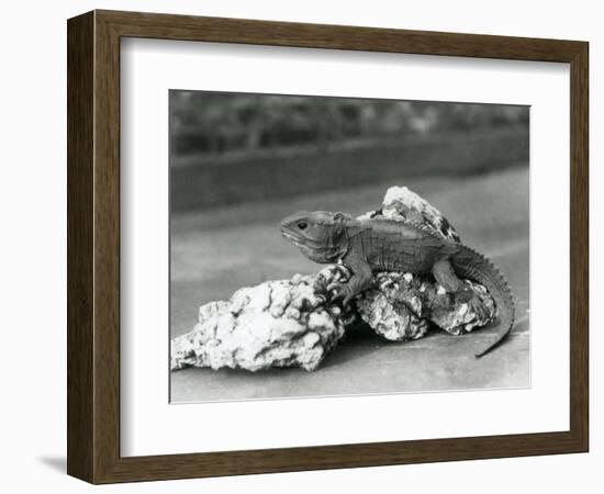 A Tuatara, Lying on a Rock, at London Zoo in 1929 (B/W Photo)-Frederick William Bond-Framed Giclee Print