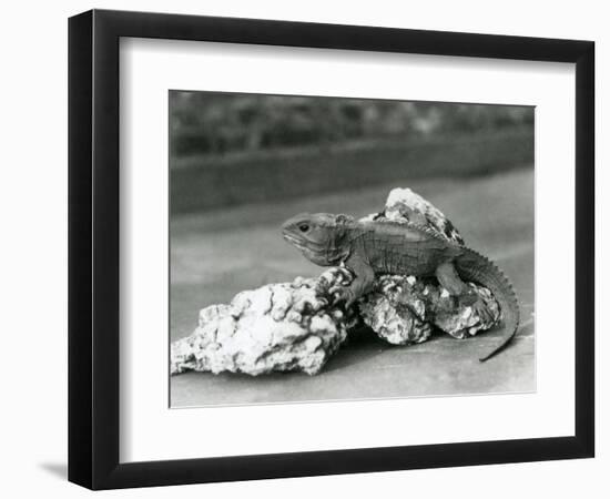 A Tuatara, Lying on a Rock, at London Zoo in 1929 (B/W Photo)-Frederick William Bond-Framed Giclee Print