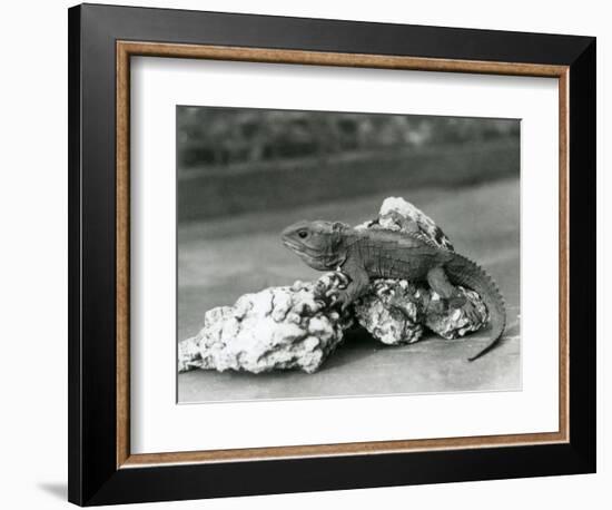 A Tuatara, Lying on a Rock, at London Zoo in 1929 (B/W Photo)-Frederick William Bond-Framed Giclee Print