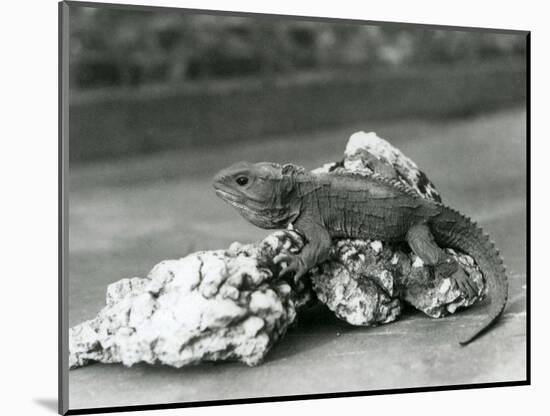 A Tuatara, Lying on a Rock, at London Zoo in 1929 (B/W Photo)-Frederick William Bond-Mounted Giclee Print