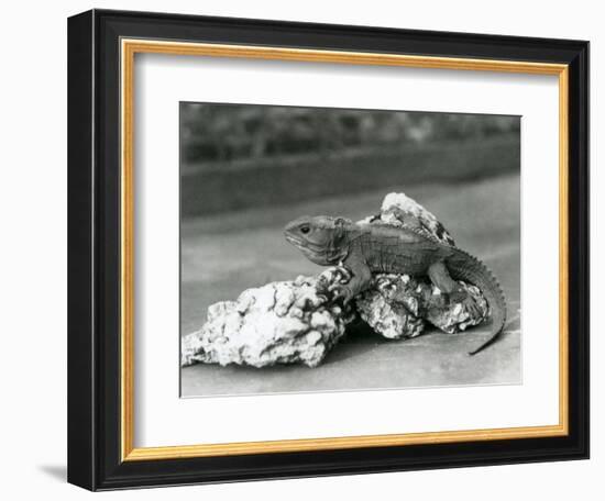 A Tuatara, Lying on a Rock, at London Zoo in 1929 (B/W Photo)-Frederick William Bond-Framed Giclee Print