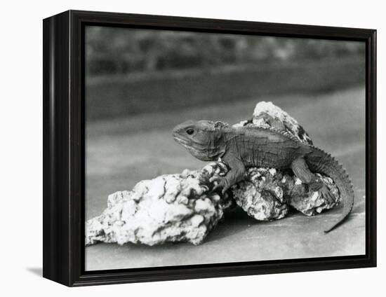 A Tuatara, Lying on a Rock, at London Zoo in 1929 (B/W Photo)-Frederick William Bond-Framed Premier Image Canvas