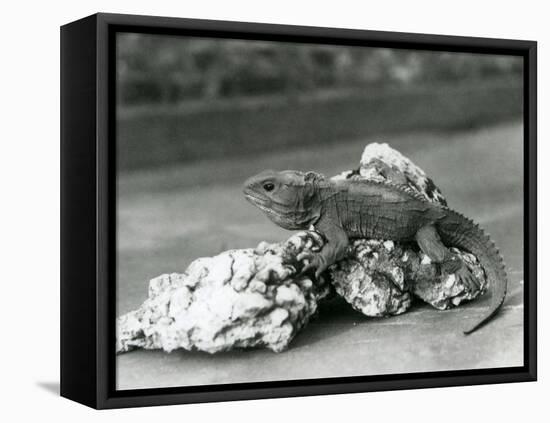 A Tuatara, Lying on a Rock, at London Zoo in 1929 (B/W Photo)-Frederick William Bond-Framed Premier Image Canvas