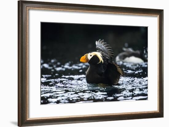 A Tufted Puffin Shaking Water Off His Wings after Landing-Sheila Haddad-Framed Photographic Print