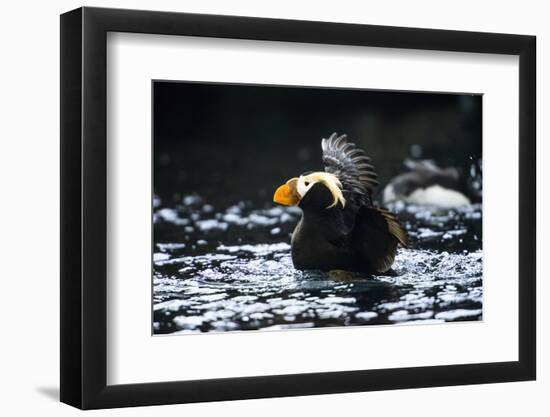 A Tufted Puffin Shaking Water Off His Wings after Landing-Sheila Haddad-Framed Photographic Print