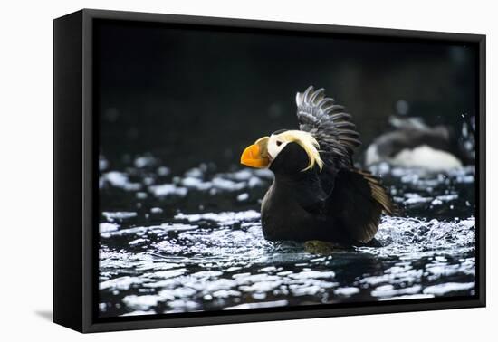A Tufted Puffin Shaking Water Off His Wings after Landing-Sheila Haddad-Framed Premier Image Canvas