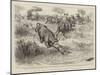 A Tug of War on the Notawani River, South Africa-Godefroy Durand-Mounted Giclee Print