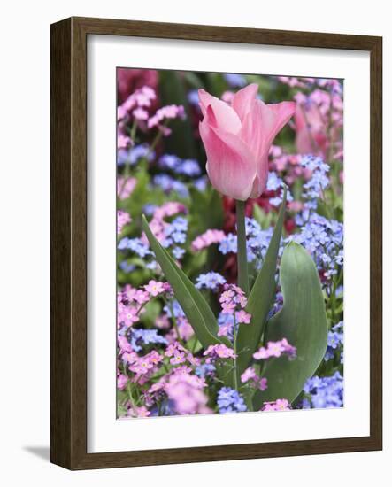 A Tulip at Luxembourg Gardens, Paris, France-William Sutton-Framed Photographic Print