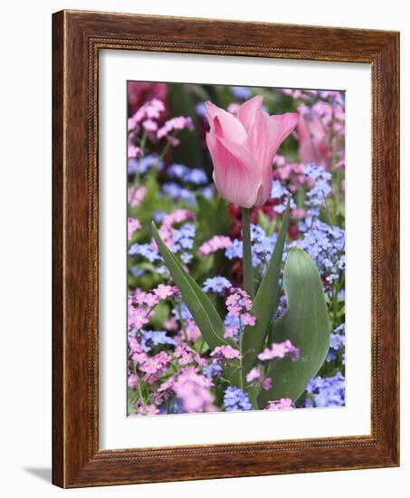 A Tulip at Luxembourg Gardens, Paris, France-William Sutton-Framed Photographic Print