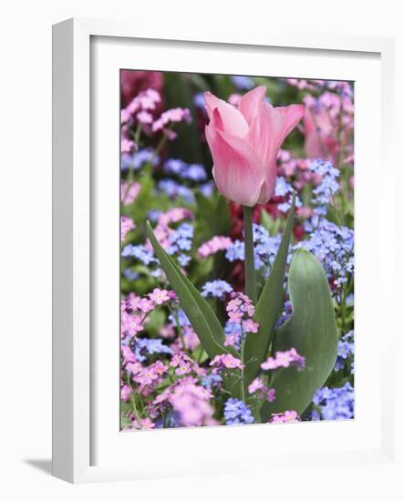 A Tulip at Luxembourg Gardens, Paris, France-William Sutton-Framed Photographic Print