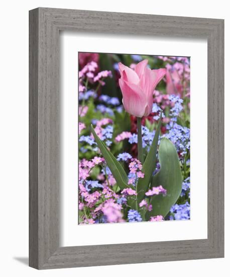 A Tulip at Luxembourg Gardens, Paris, France-William Sutton-Framed Photographic Print