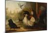 A Turkey, a Duck and Poultry in an Ornamental Garden-Marmaduke Cradock-Mounted Giclee Print