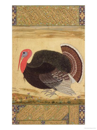 A Turkey Cock Brought To Jahangir From Goa In 1612 From The Wantage 