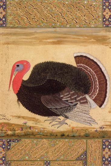 A Turkey Cock Brought To Jahangir From Goa In 1612 From