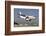 A Turkish Air Force Cn-235M-100 Landing at Konya Air Base-Stocktrek Images-Framed Photographic Print