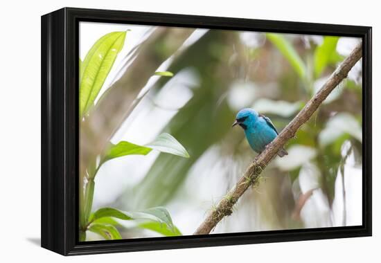 A Turquoise Honeycreeper, Dacnis Cayana, in a Tree in Ubatuba-Alex Saberi-Framed Premier Image Canvas