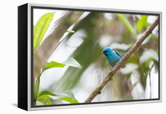 A Turquoise Honeycreeper, Dacnis Cayana, in a Tree in Ubatuba-Alex Saberi-Framed Premier Image Canvas