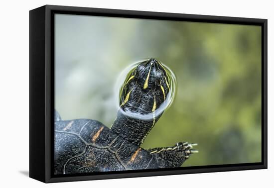 A Turtle Swimming at the Alligator Farm in St. Augustine, Florida-Rona Schwarz-Framed Premier Image Canvas