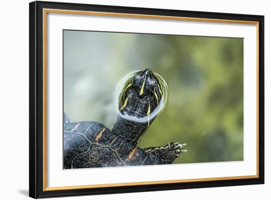 A Turtle Swimming at the Alligator Farm in St. Augustine, Florida-Rona Schwarz-Framed Photographic Print