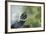 A Turtle Swimming at the Alligator Farm in St. Augustine, Florida-Rona Schwarz-Framed Photographic Print