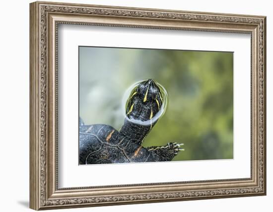 A Turtle Swimming at the Alligator Farm in St. Augustine, Florida-Rona Schwarz-Framed Photographic Print