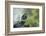 A Turtle Swimming at the Alligator Farm in St. Augustine, Florida-Rona Schwarz-Framed Photographic Print