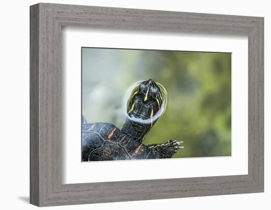 A Turtle Swimming at the Alligator Farm in St. Augustine, Florida-Rona Schwarz-Framed Photographic Print