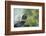 A Turtle Swimming at the Alligator Farm in St. Augustine, Florida-Rona Schwarz-Framed Photographic Print