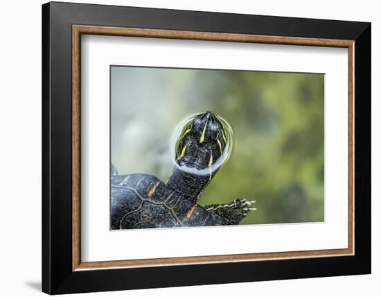 A Turtle Swimming at the Alligator Farm in St. Augustine, Florida-Rona Schwarz-Framed Photographic Print