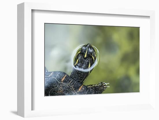 A Turtle Swimming at the Alligator Farm in St. Augustine, Florida-Rona Schwarz-Framed Photographic Print