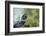 A Turtle Swimming at the Alligator Farm in St. Augustine, Florida-Rona Schwarz-Framed Photographic Print