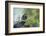 A Turtle Swimming at the Alligator Farm in St. Augustine, Florida-Rona Schwarz-Framed Photographic Print