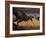 A Tyrannosaurus Rex Spots Two Passing Triceratops-Stocktrek Images-Framed Photographic Print