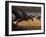 A Tyrannosaurus Rex Spots Two Passing Triceratops-Stocktrek Images-Framed Photographic Print