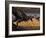 A Tyrannosaurus Rex Spots Two Passing Triceratops-Stocktrek Images-Framed Photographic Print