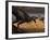 A Tyrannosaurus Rex Spots Two Passing Triceratops-Stocktrek Images-Framed Photographic Print