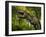 A Tyrannosaurus Wanders a Cretaceous Forest-Stocktrek Images-Framed Photographic Print