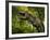 A Tyrannosaurus Wanders a Cretaceous Forest-Stocktrek Images-Framed Photographic Print