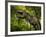 A Tyrannosaurus Wanders a Cretaceous Forest-Stocktrek Images-Framed Photographic Print