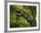 A Tyrannosaurus Wanders a Cretaceous Forest-Stocktrek Images-Framed Photographic Print