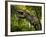 A Tyrannosaurus Wanders a Cretaceous Forest-Stocktrek Images-Framed Photographic Print