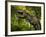A Tyrannosaurus Wanders a Cretaceous Forest-Stocktrek Images-Framed Photographic Print